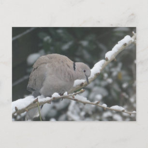Tórtola Turca en la Tarjeta Postal DIY de Nieve