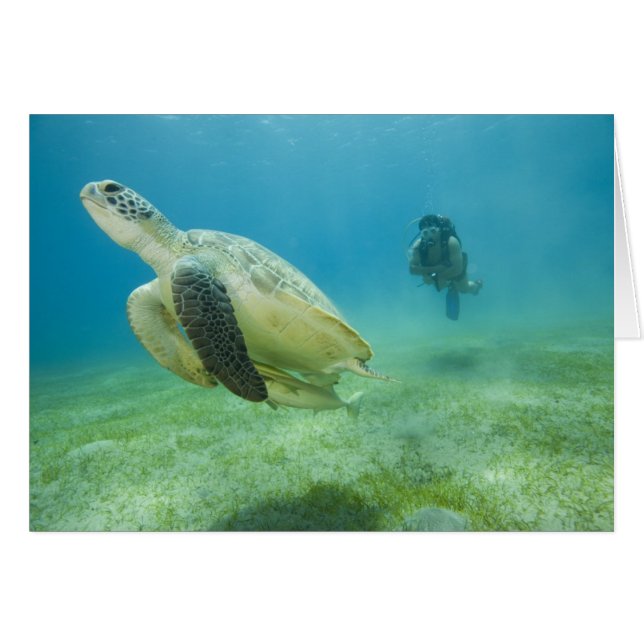 Tortuga (Anverso (Horizontal))