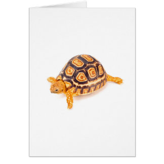 Tortuga