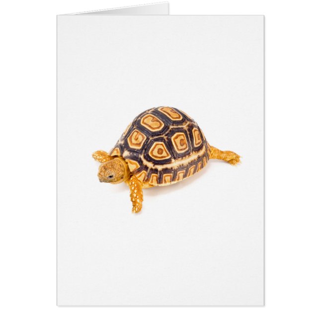 Tortuga (Frente)
