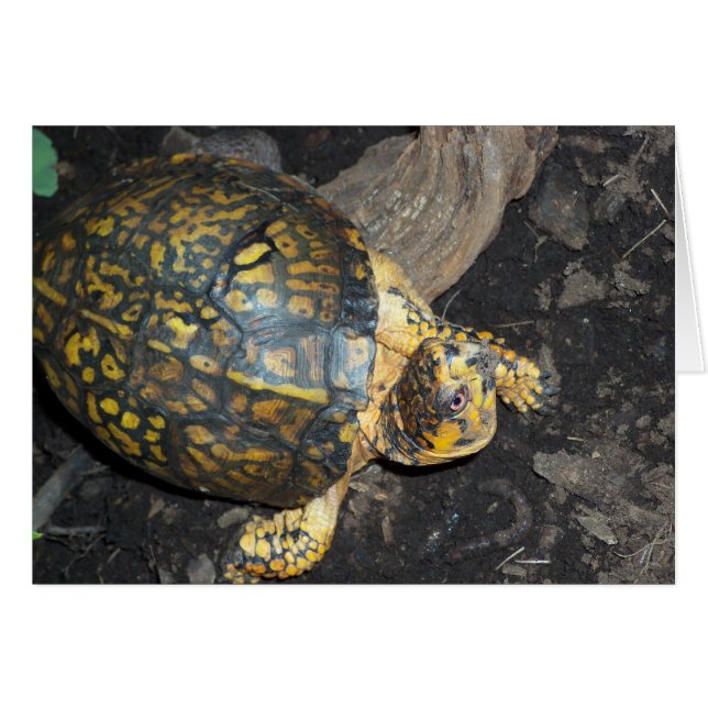 Tortuga amarilla (Anverso (Horizontal))