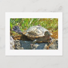 Tortuga bailarina - Postal