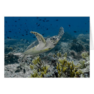Tortuga Carey Nadando