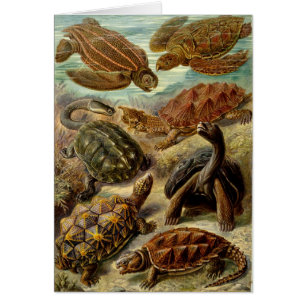 Tortuga (Chelonia) de Haeckel