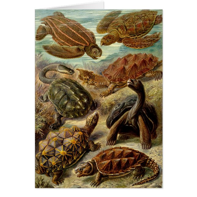 Tortuga (Chelonia) de Haeckel (Frente)