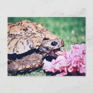 TORTUGA COMIENDO UNA TARJETA POSTAL DE FLORES