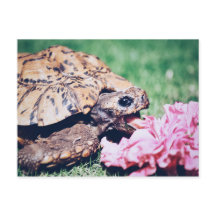 TORTUGA COMIENDO UNA TARJETA POSTAL DE FLORES