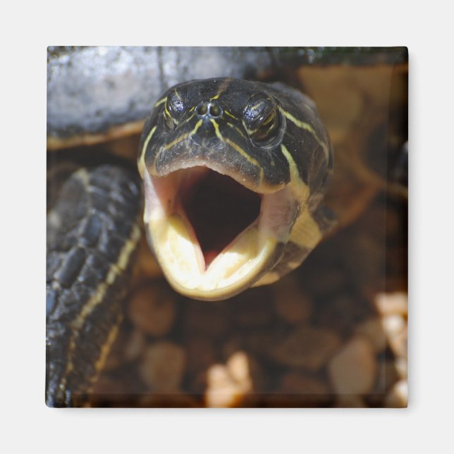 Tortuga con boca abierta imán (Frente)