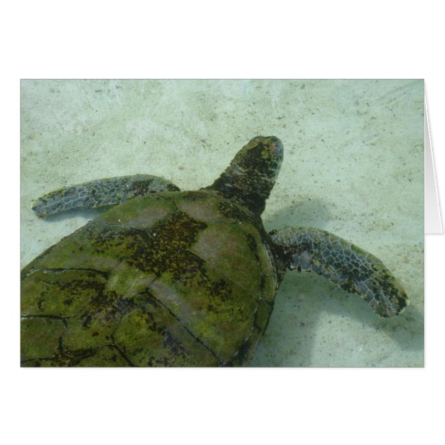 Tortuga de Bahamas (Anverso (Horizontal))