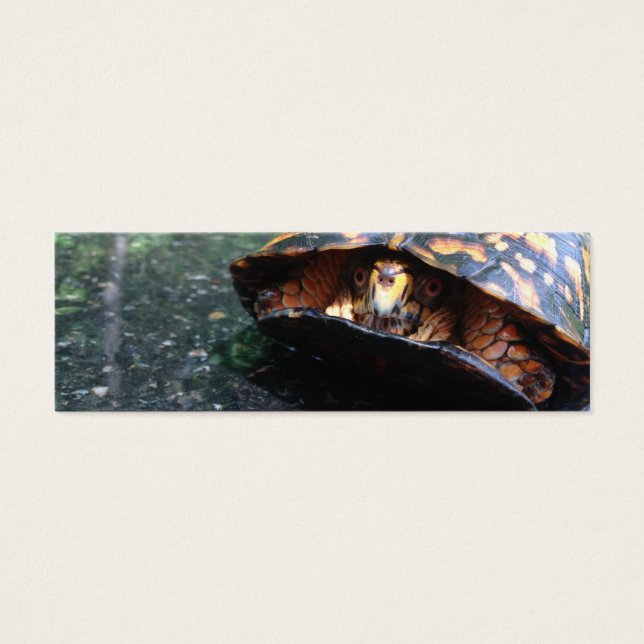 Tortuga de caja (Frente)