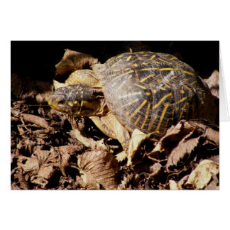 Tortuga de caja adornada