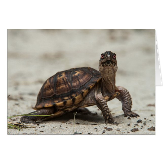 Tortuga de caja común (Anverso (Horizontal))