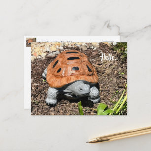 Tortuga de caja, Hola o tu texto, Tarjetas postale