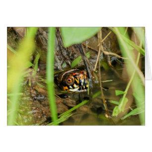 Tortuga de caja y tadpoles