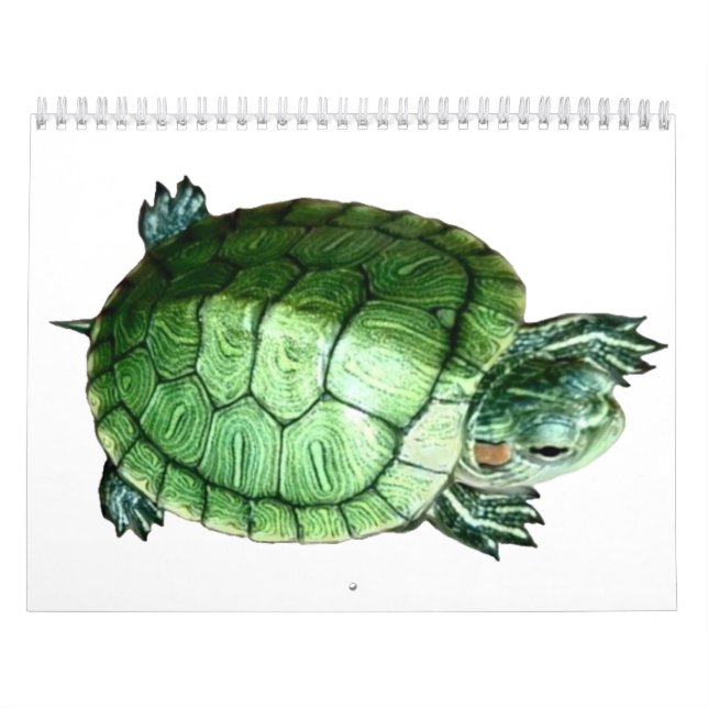 Tortuga de calendario (Tapa)