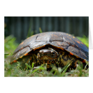 Tortuga de madera ornada a su nivel de hierba