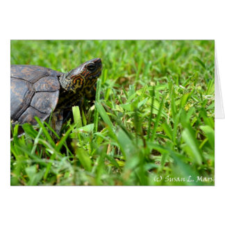 tortuga de madera ornamentada con aspecto derecho