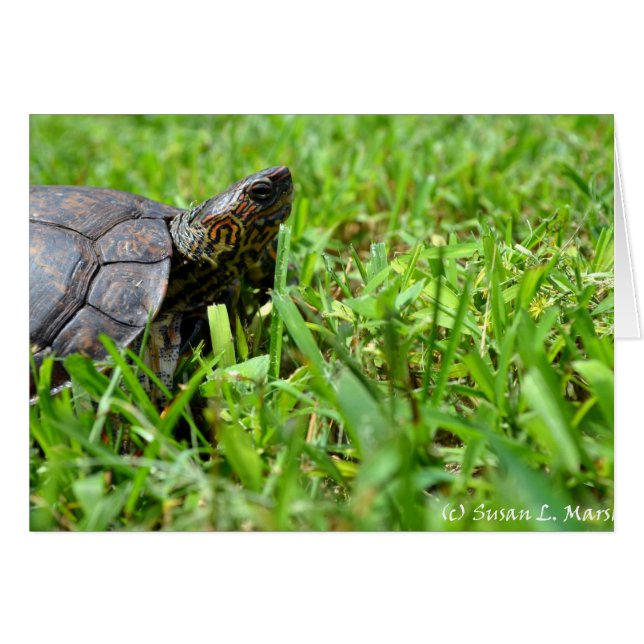 tortuga de madera ornamentada con aspecto derecho (Anverso (Horizontal))