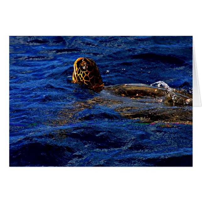Tortuga de mar (Anverso (Horizontal))