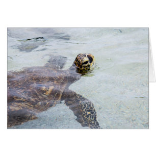 Tortuga de mar hawaiana de Honu - tortugas de