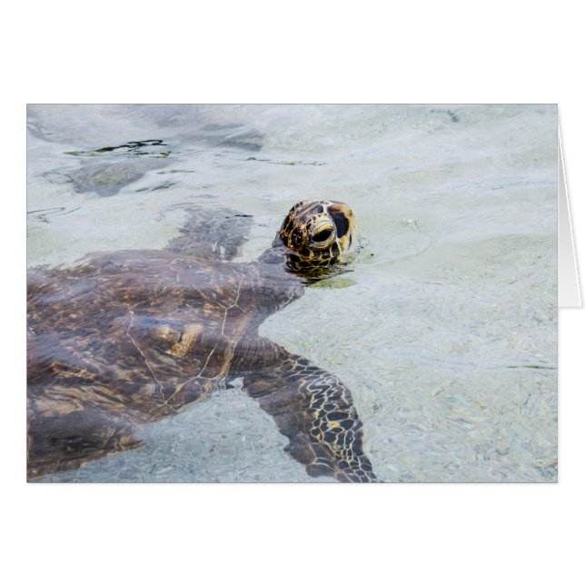 Tortuga de mar hawaiana de Honu - tortugas de (Anverso (Horizontal))