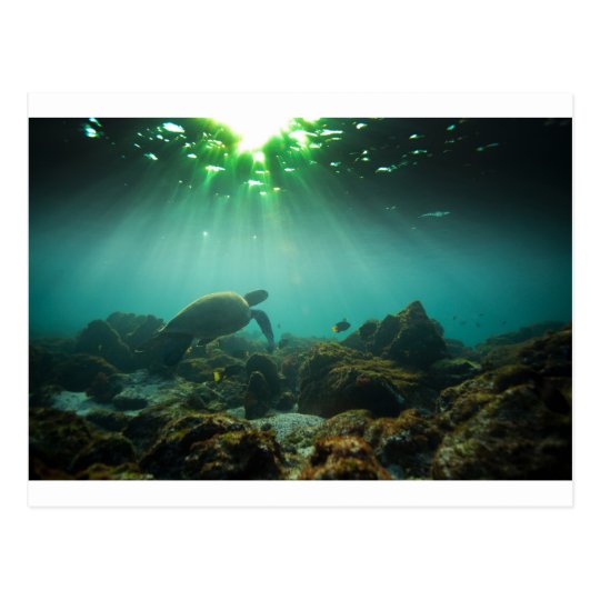 Tortuga de mar verde de la laguna del océano postal