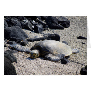 Tortuga de mar verde que se asolea, Hawaii,