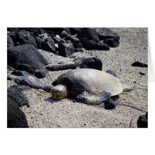 Tortuga de mar verde que se asolea, Hawaii, (Anverso (Horizontal))