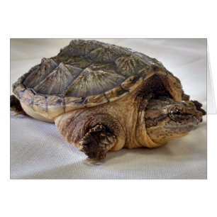 Tortuga de picadura de lagarto