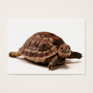 Tortuga de reclinación