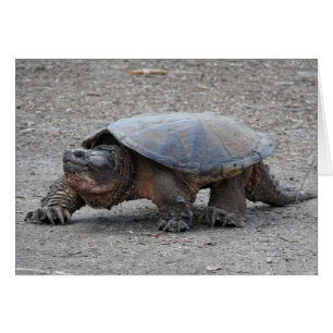 Tortuga de rotura
