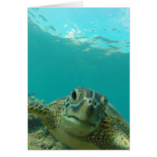 Tortuga del Mar Verde