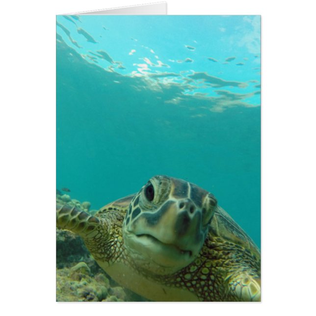 Tortuga del Mar Verde (Frente)