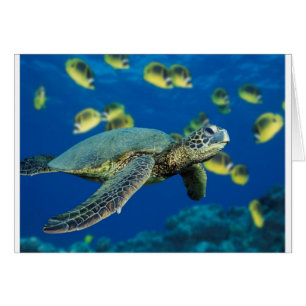 Tortuga del Mar Verde