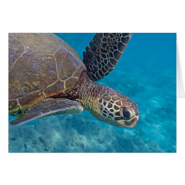 Tortuga del Mar Verde (Anverso (Horizontal))