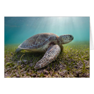 Tortuga del Mar Verde al anochecer   Bahía de Akum