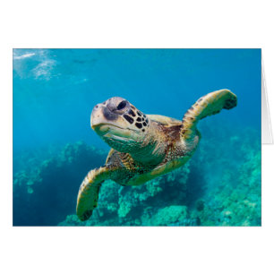 Tortuga del Mar Verde Nadando Sobre El Arrecife De