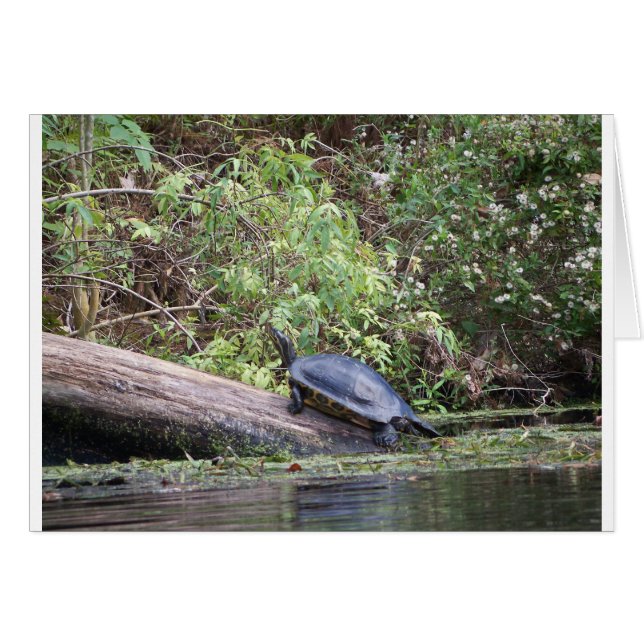 Tortuga del río (Anverso (Horizontal))