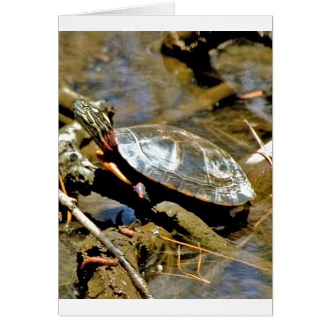 Tortuga deslizante (Frente)