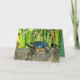 Tortuga en la tarjeta de felicitación de Sun