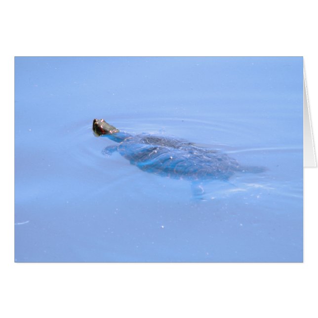 Tortuga En Pond (Anverso (Horizontal))