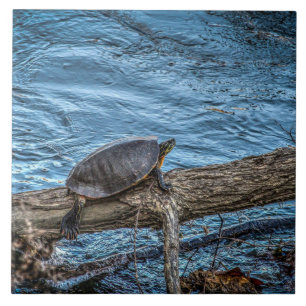 Tortuga en una teja del registro