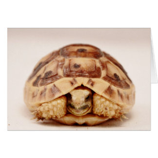 Tortuga escondida