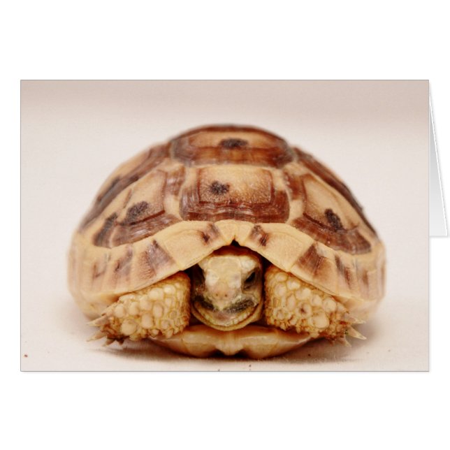 Tortuga escondida (Anverso (Horizontal))