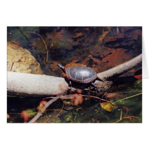 Tortuga feliz