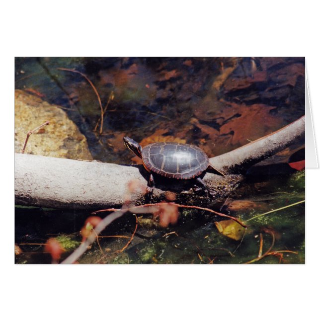 Tortuga feliz (Anverso (Horizontal))