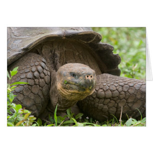 Tortuga gigante