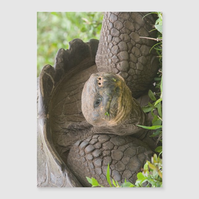 Tortuga gigante (Anverso)