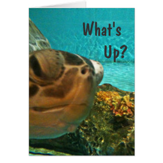 Tortuga lo que es selfie