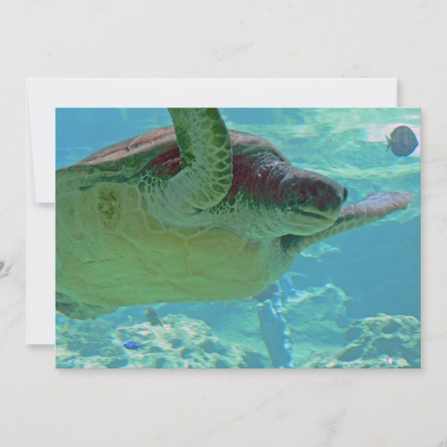 Tortuga marina (Anverso)